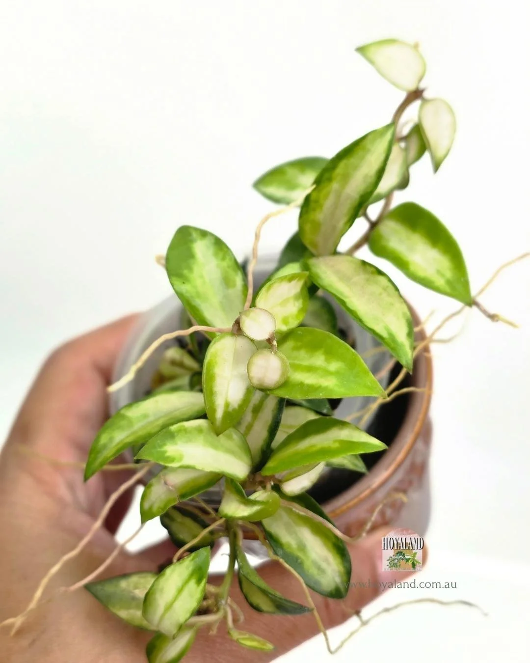 hoya lacunosa bruno (4).jpg