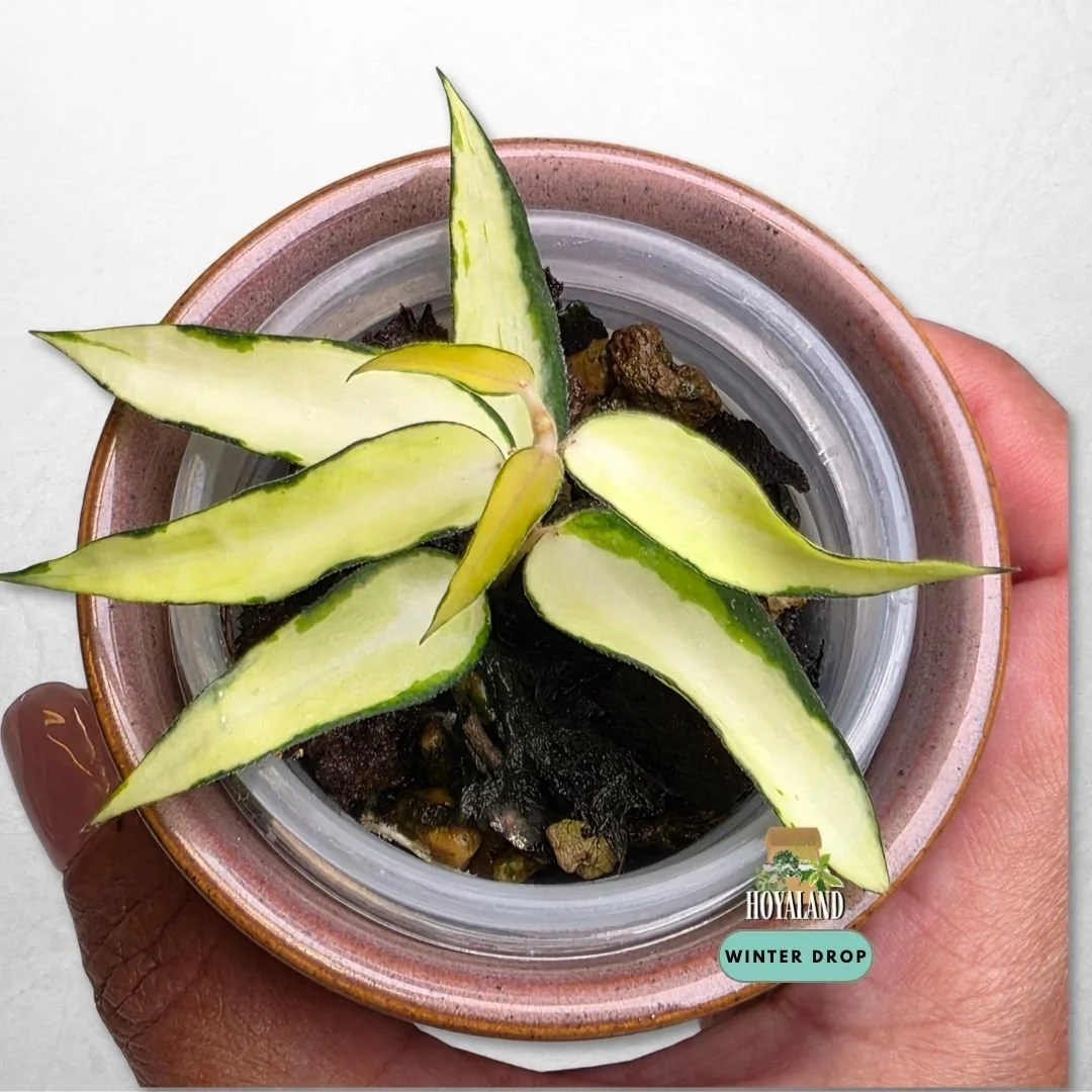 established Hoya burmanica Variegata with elongated teardrop lanceolate leaves and golden variegation
