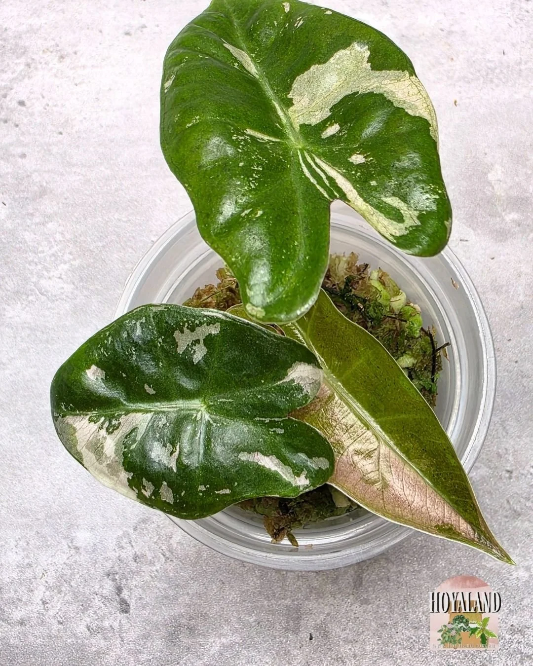 Alocasia pseudosanderiana pink tc (3).jpg