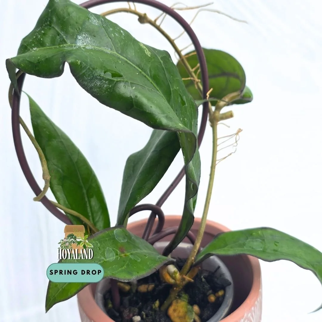 Hoya 'Swiffer's Treat' SS 27-108 (Rare Clemensiorum Hybrid – Heavy Veins & Sun-Stressed Margins)