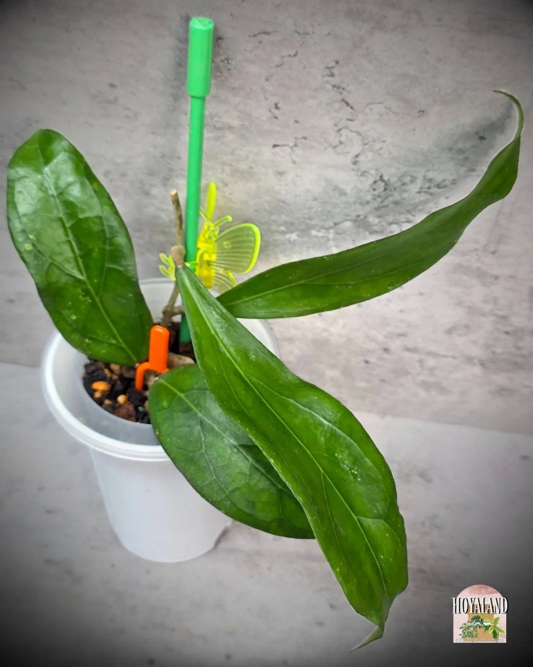 Hoya swiffers treat (4).jpg