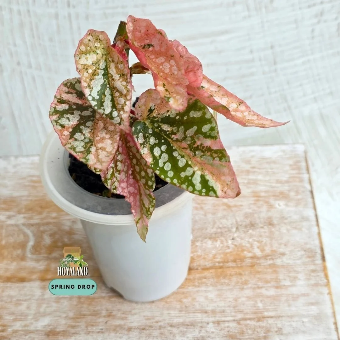 Begonia snow cap variegata (7).jpg