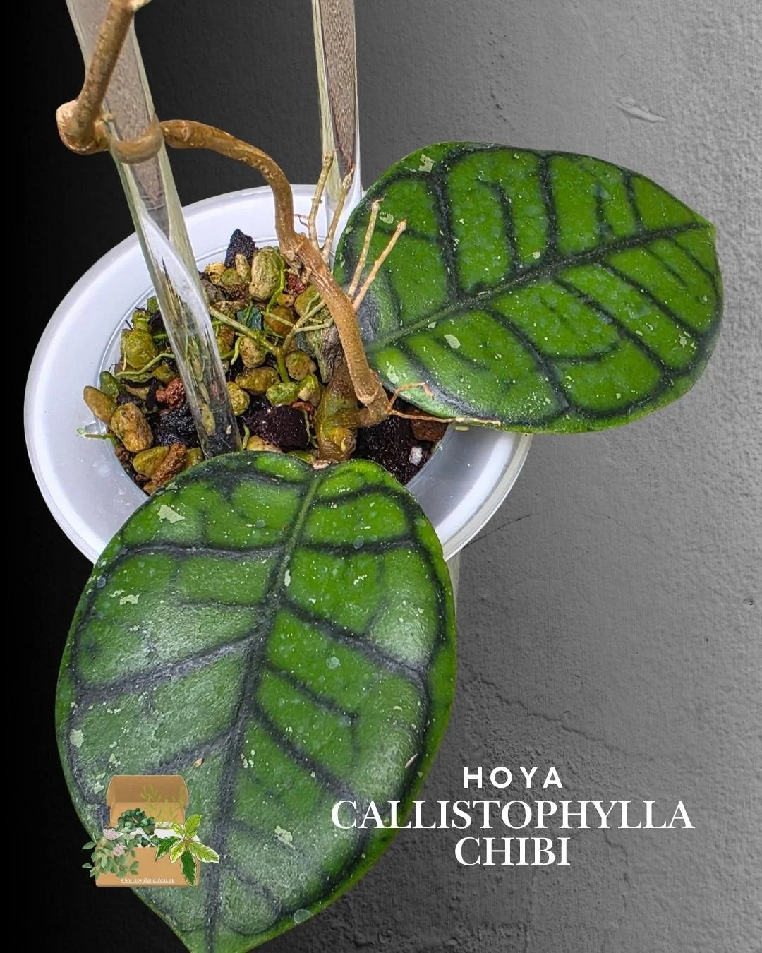 hoya callistophylla chibi (5).jpg