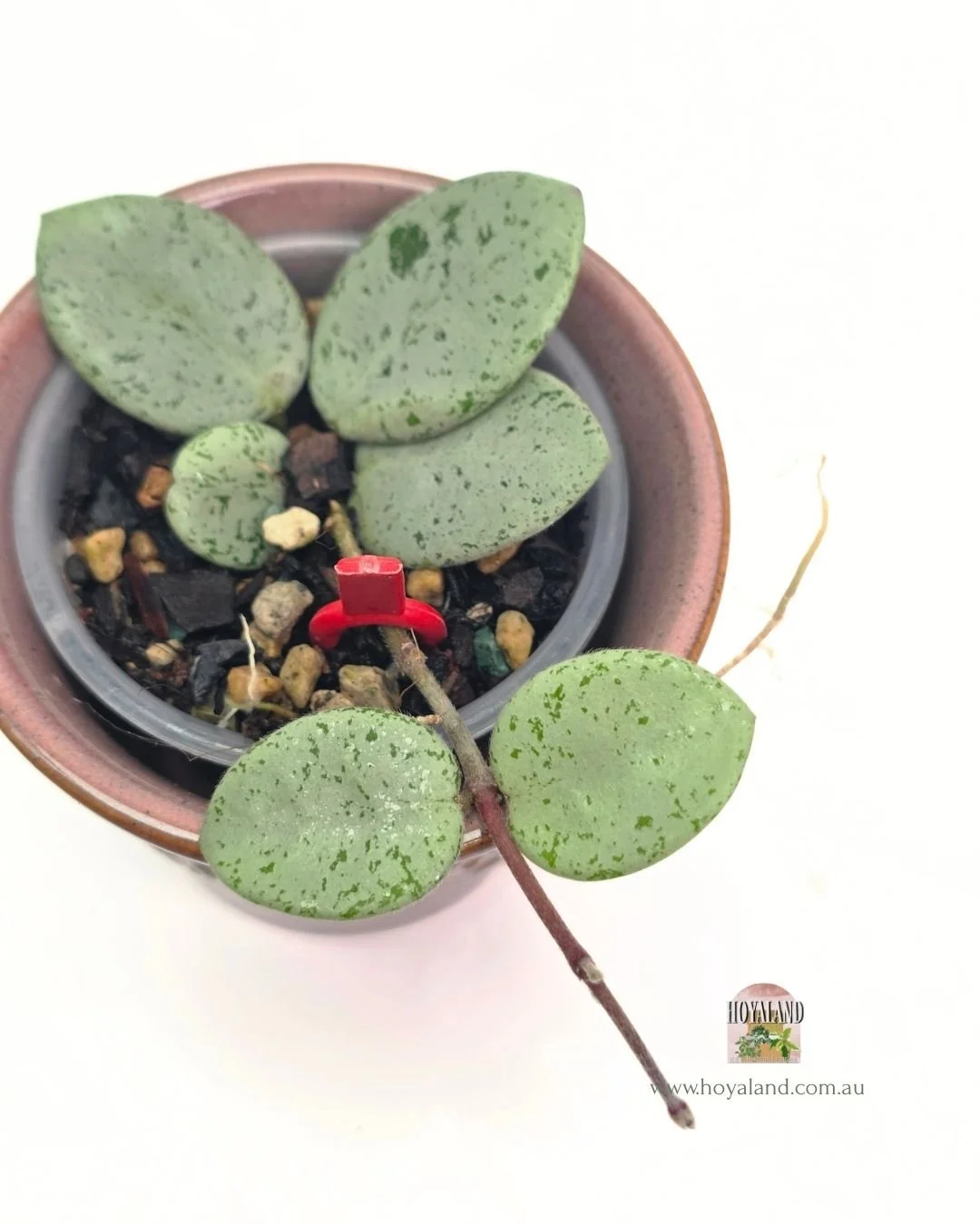 Hoya mathilde grey fairy (2).jpg