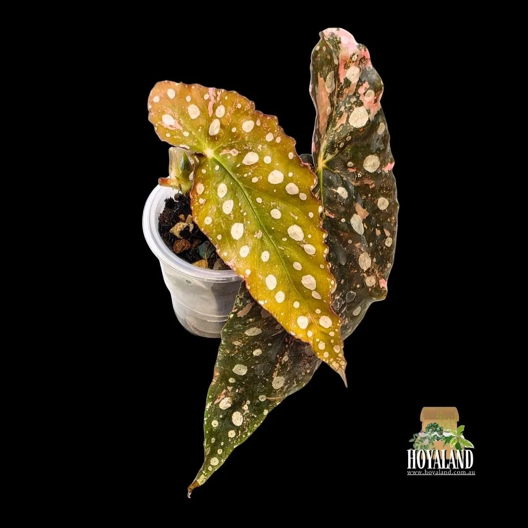 begonia maculata variegata a (2).jpg