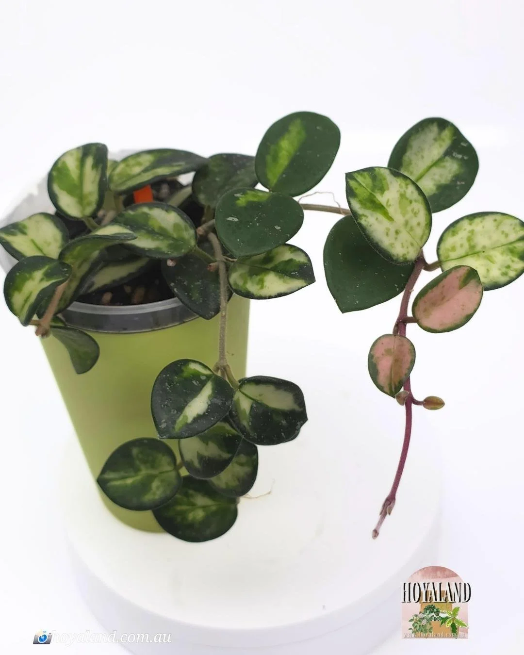 🌞 Hoya Mathilde Variegata | Stunning Variegation 🩷