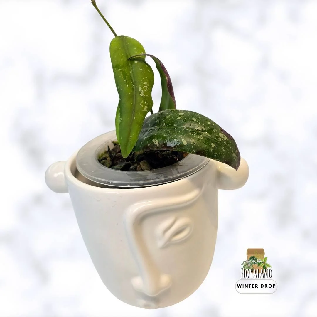 buy-rare-hoya-sp-sabah-gps-7950-aff-scortechinii-bronze-leaves-australia.webp (5).jpg