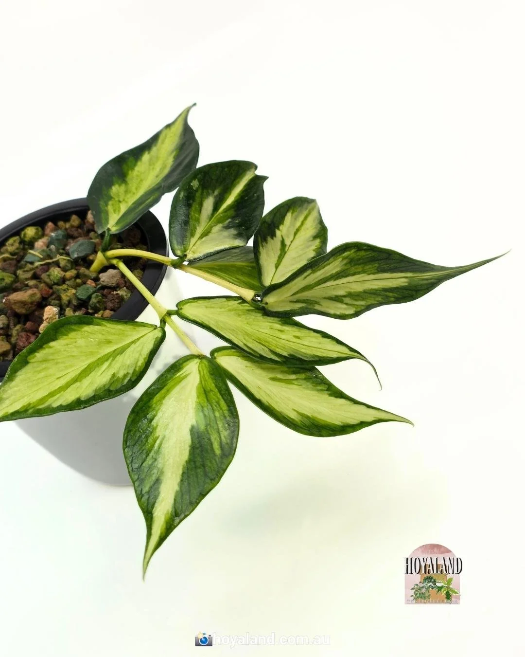 Hoya polyneura variegata (2).jpg