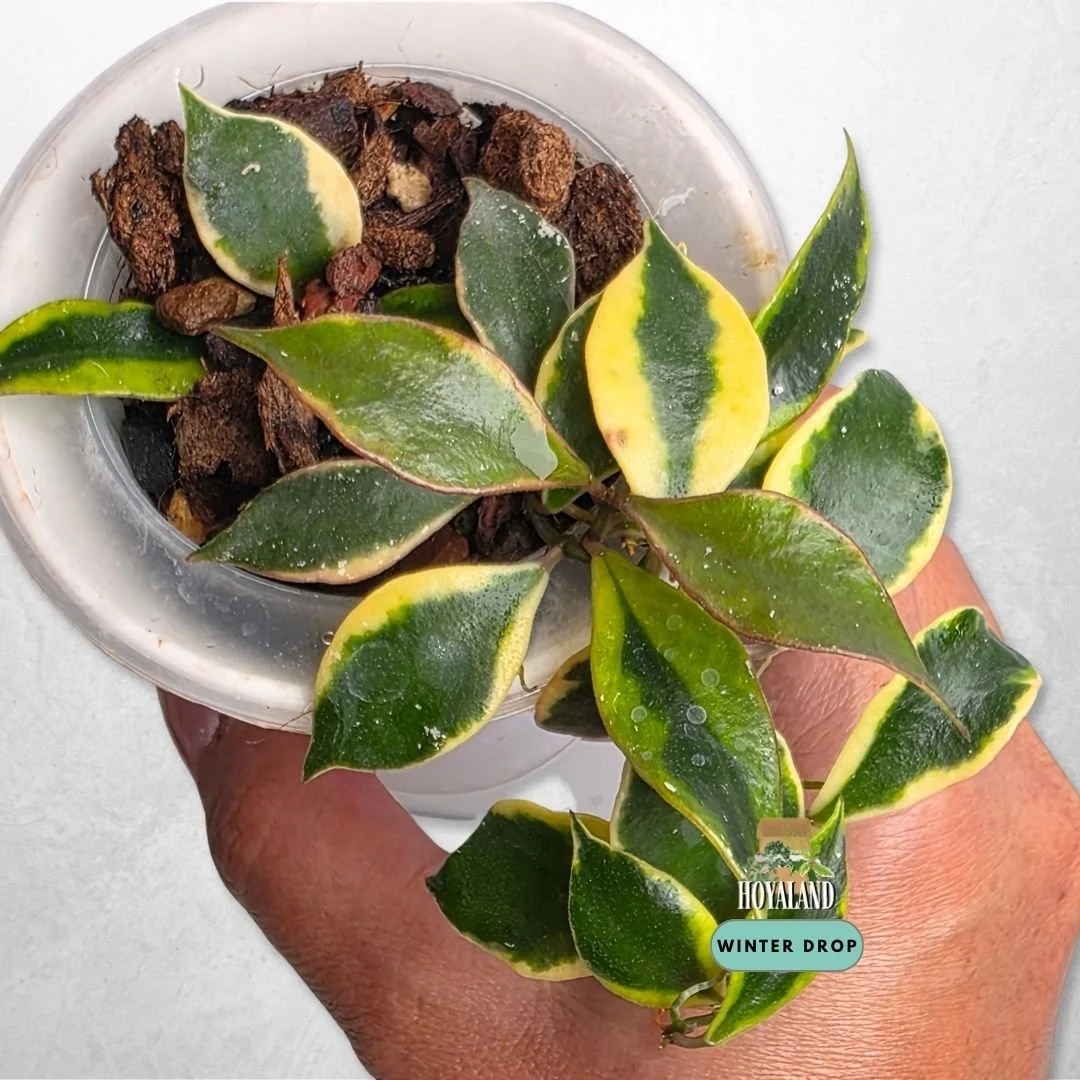 Established Hoya bakoensis Albo with white margin variegated small leaves