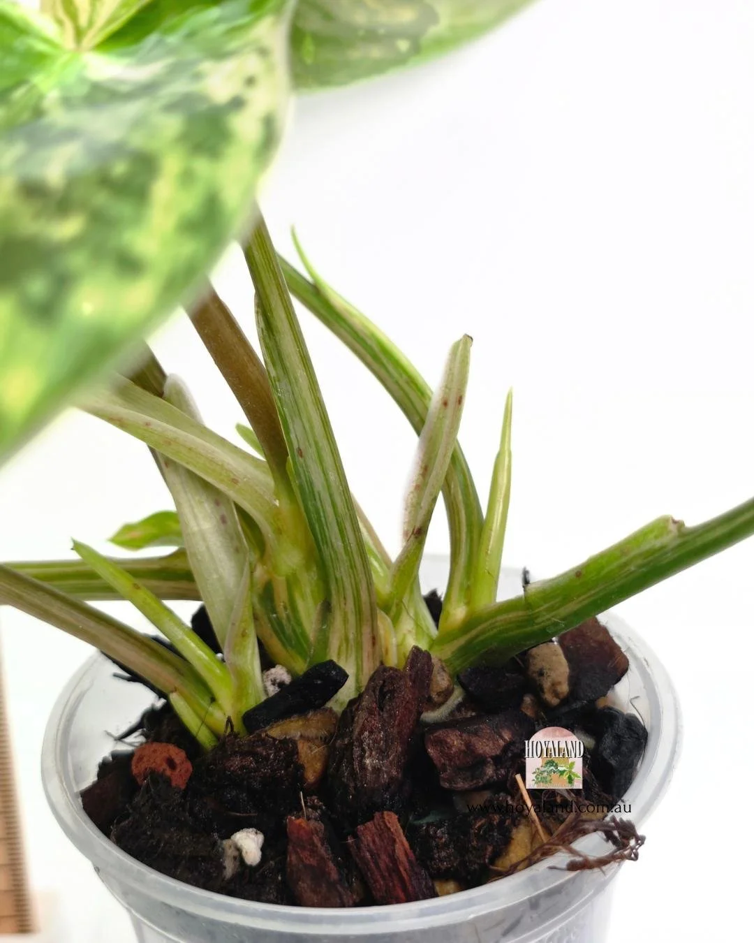Philodendron emerald queen (4).jpg