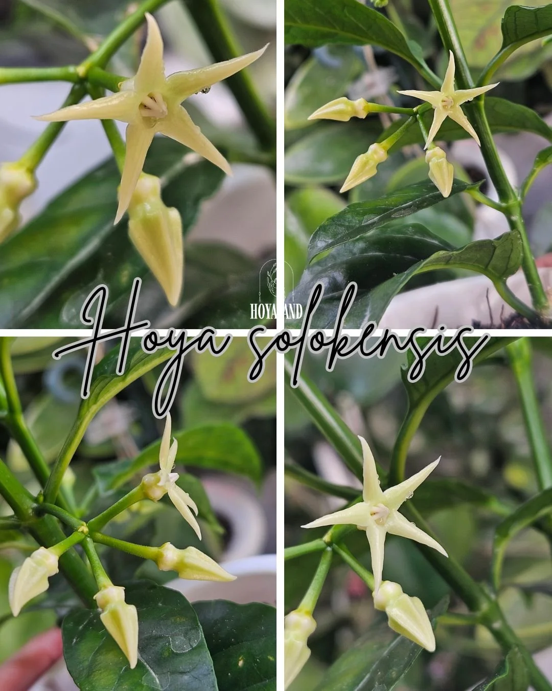 Hoya solokensis