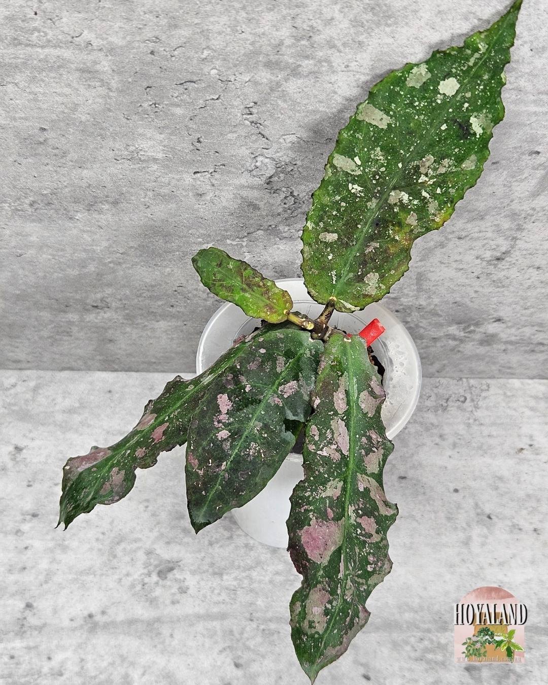 Hoya undulata (3).jpg