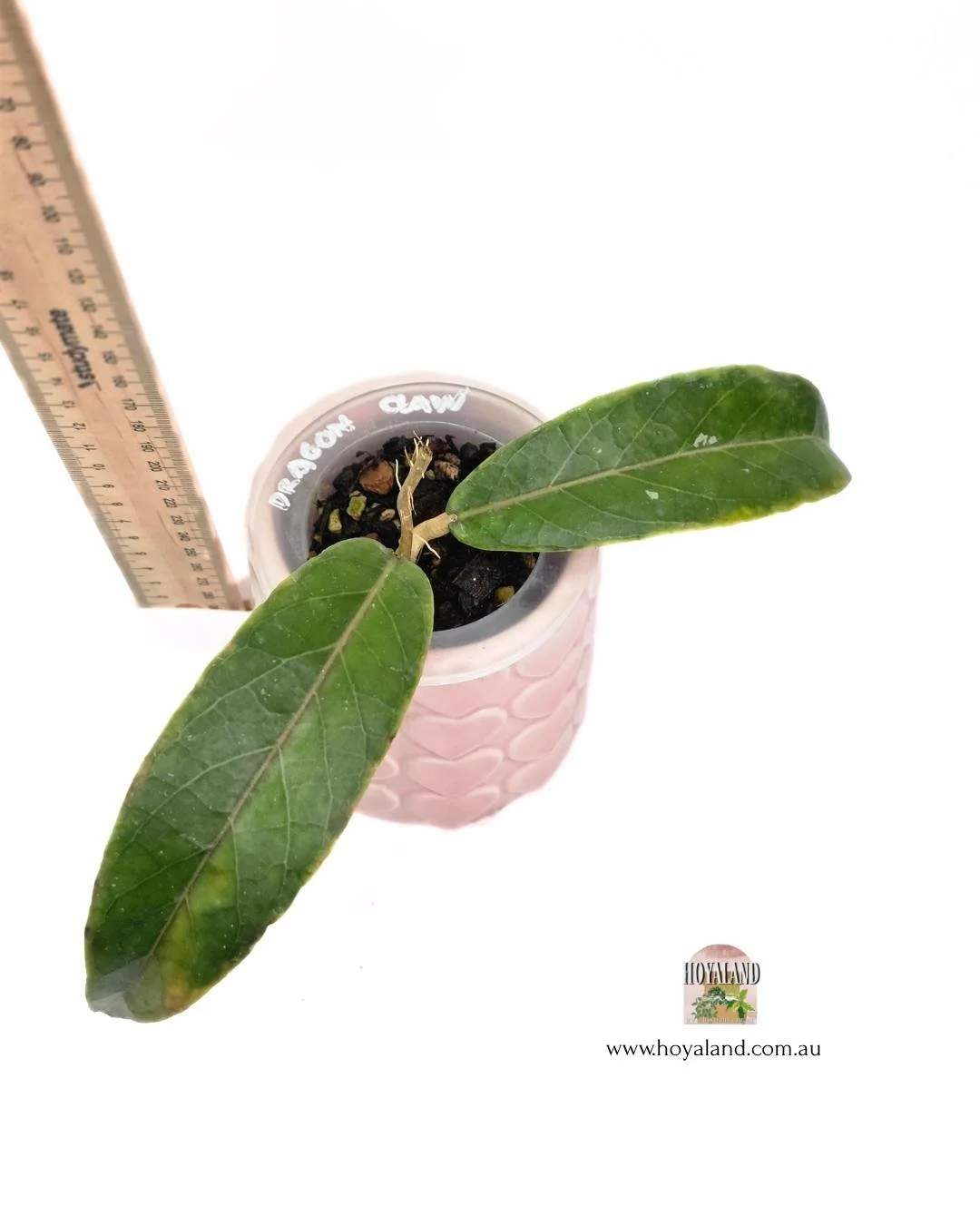 Hoya aceh dragon claw (3).jpg