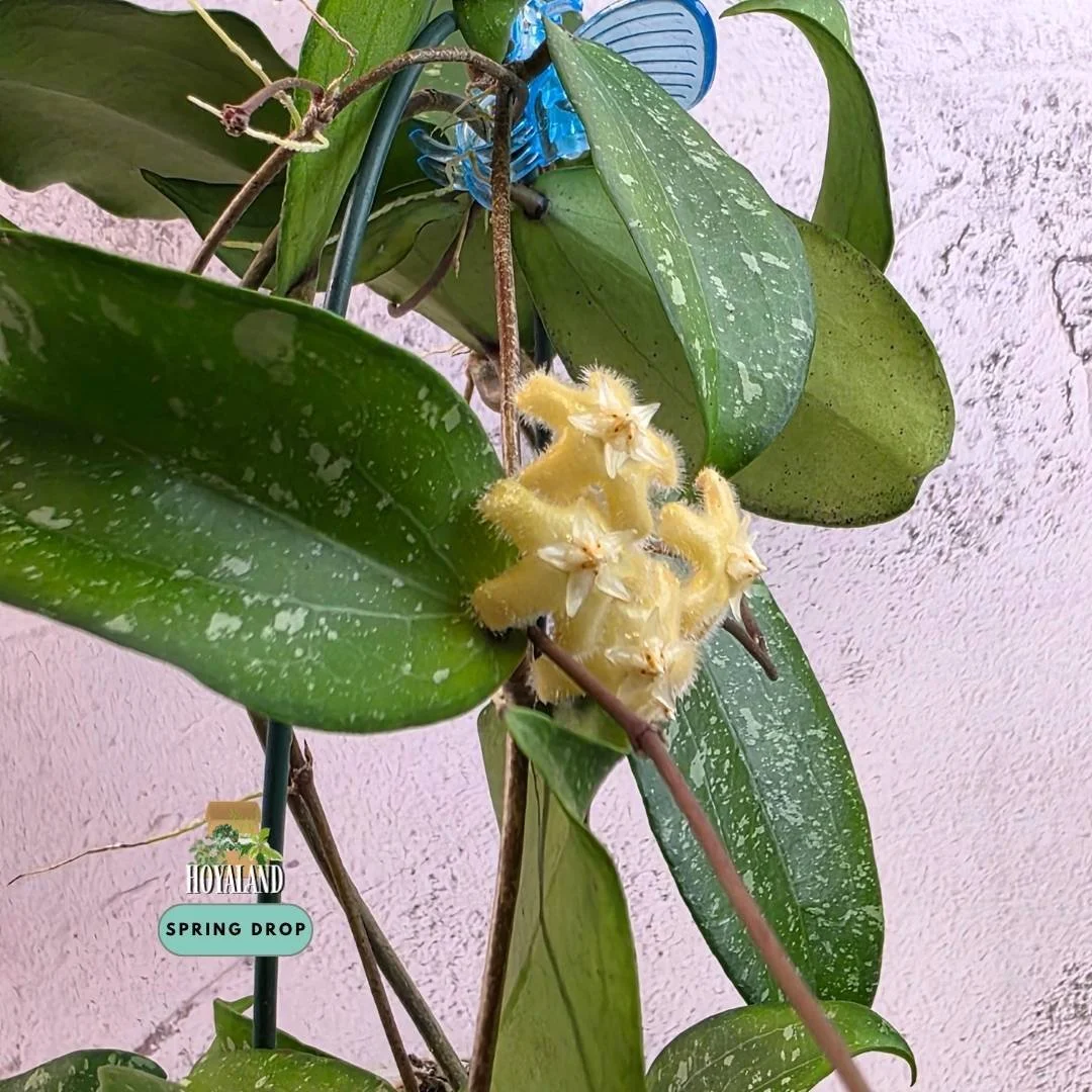 Large established Hoya erythrina Silver Splash in bloom showing undulated ruffled leaves with heavy silver splash and extra peduncles
