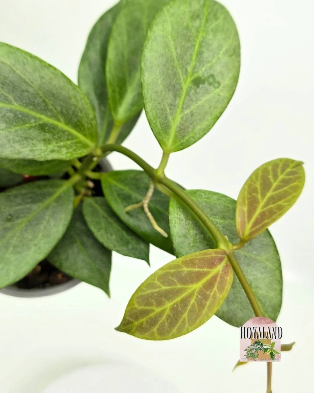 🌞 Hoya obscura 'Silver' | Wonderfrost Silver Beauty 🎇