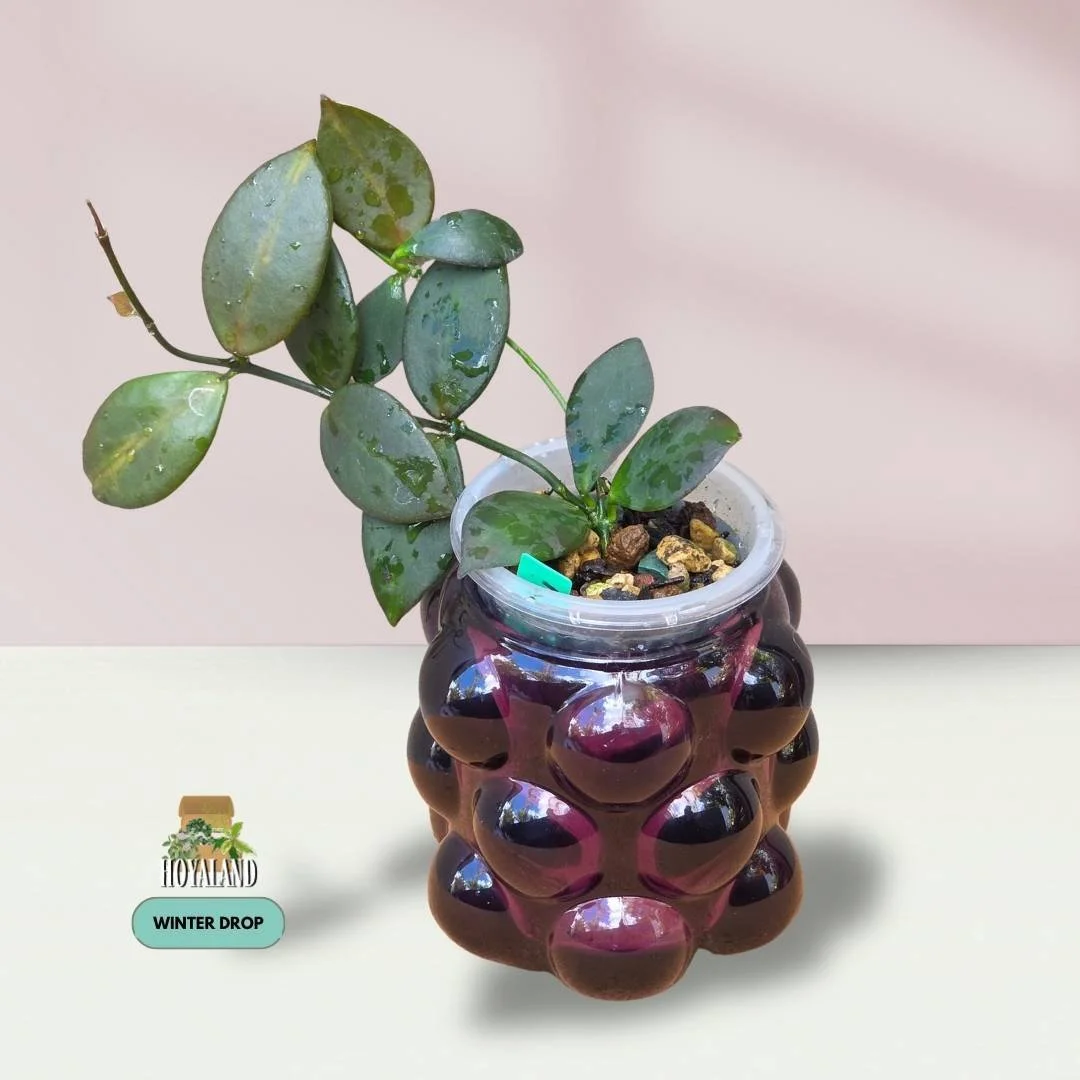 Established Hoya anulata PNG IML 0084 displaying sleek lanceolate leaves with green-on-green variance and crimson sun-stressing