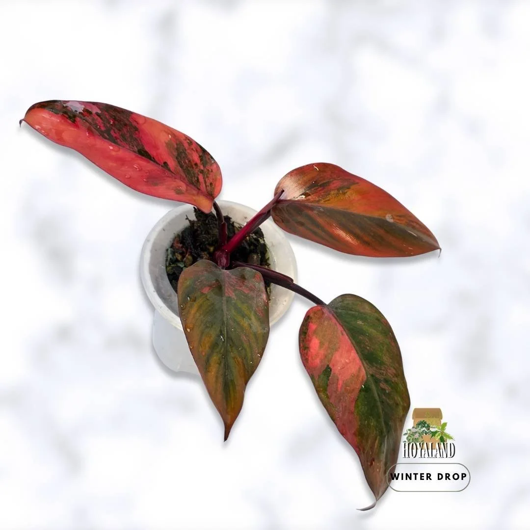 philodendron-fire-princess-variegated-established-plant (3).jpg