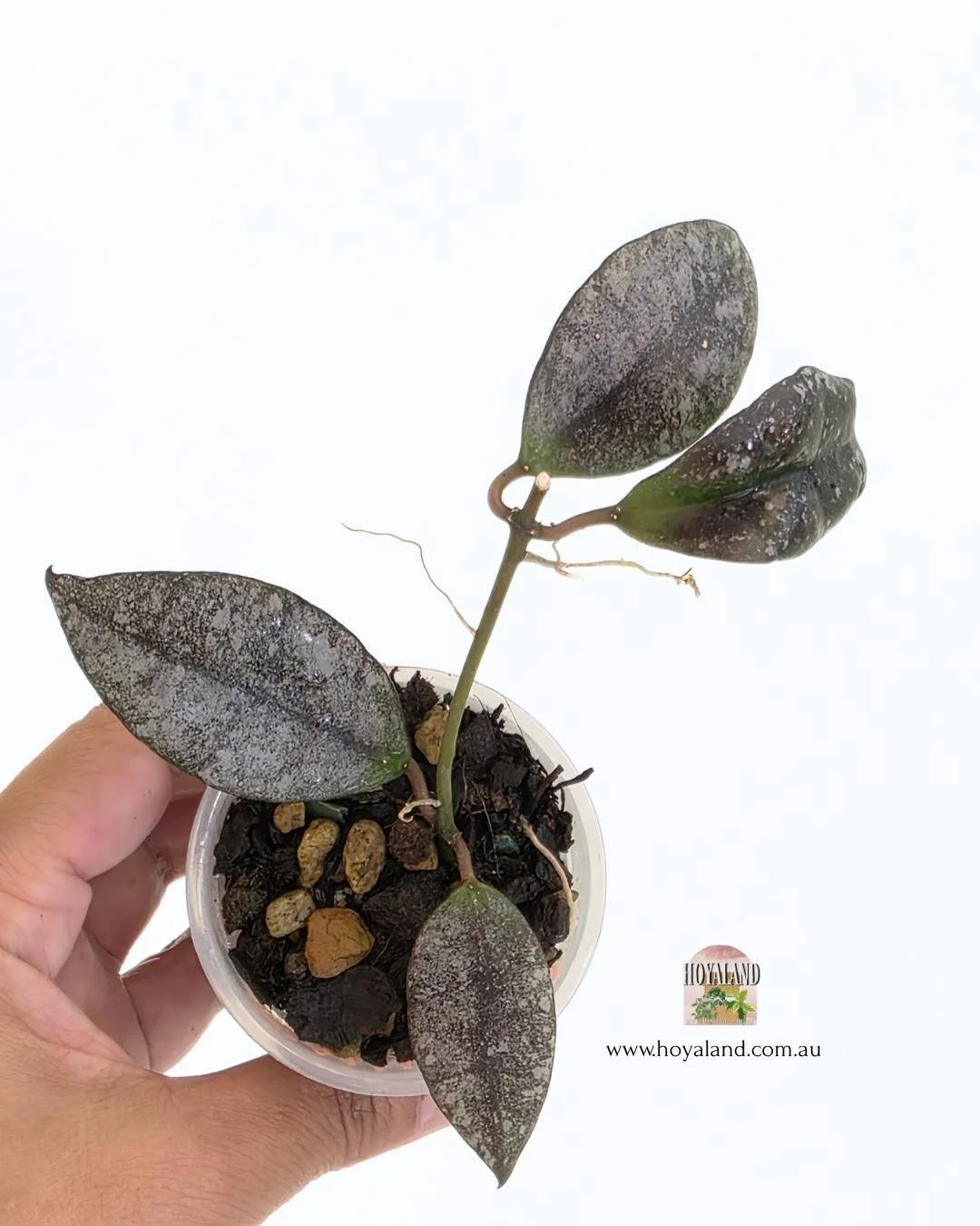 Hoya walliniana silver 2 (5).jpg