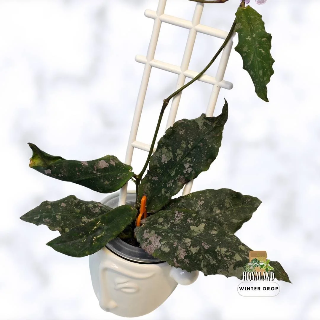 buy-rare-hoya-undulata-prehistoric-wavy-leaves-australia.webp (5).jpg