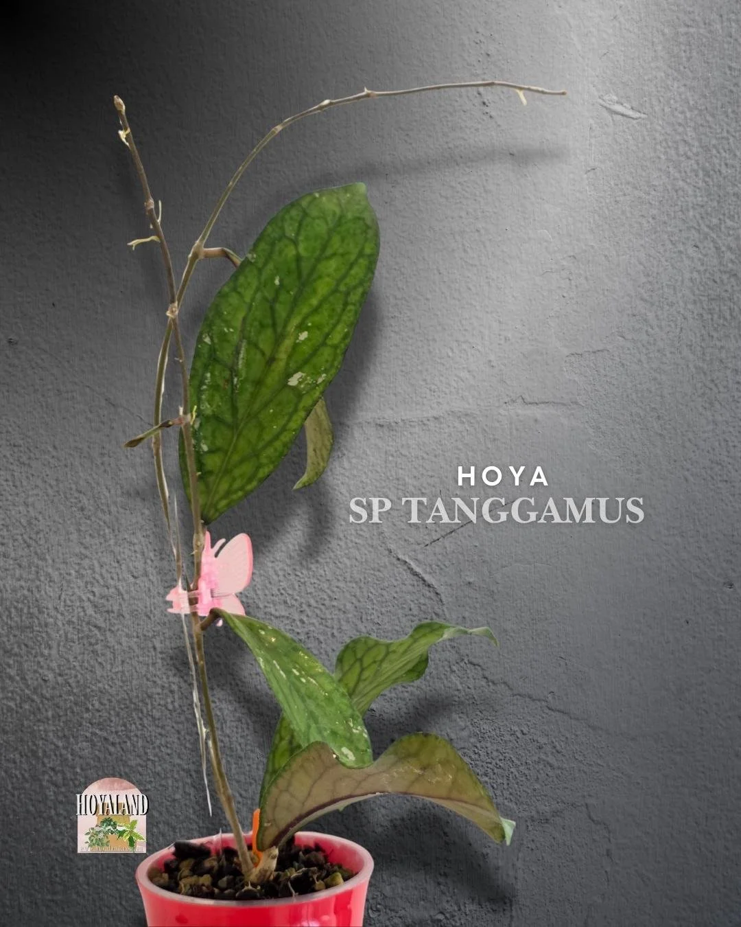 Hoya Tanggamus (5).jpg