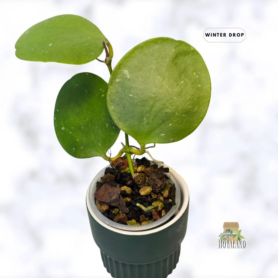 buy-rare-hoya-kastbergii-rare-indoor-plants-australia (1).jpg