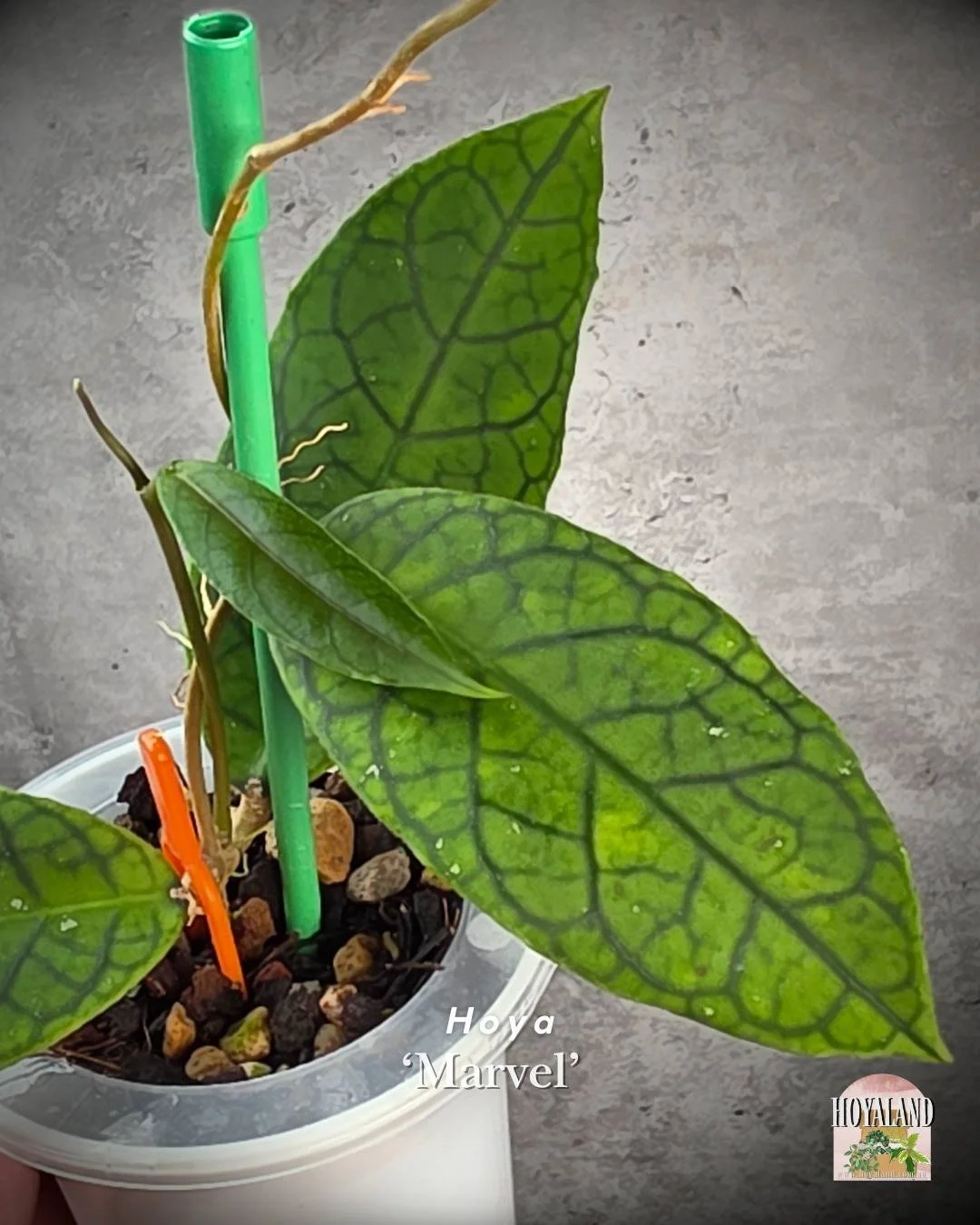 🌞 Hoya 'Marvels' | Veiny Unique Plant Hybrid  🎇