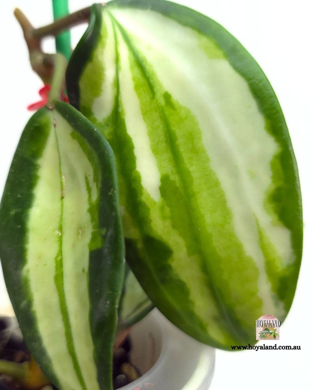 Hoya latifolia queensy (14).jpg