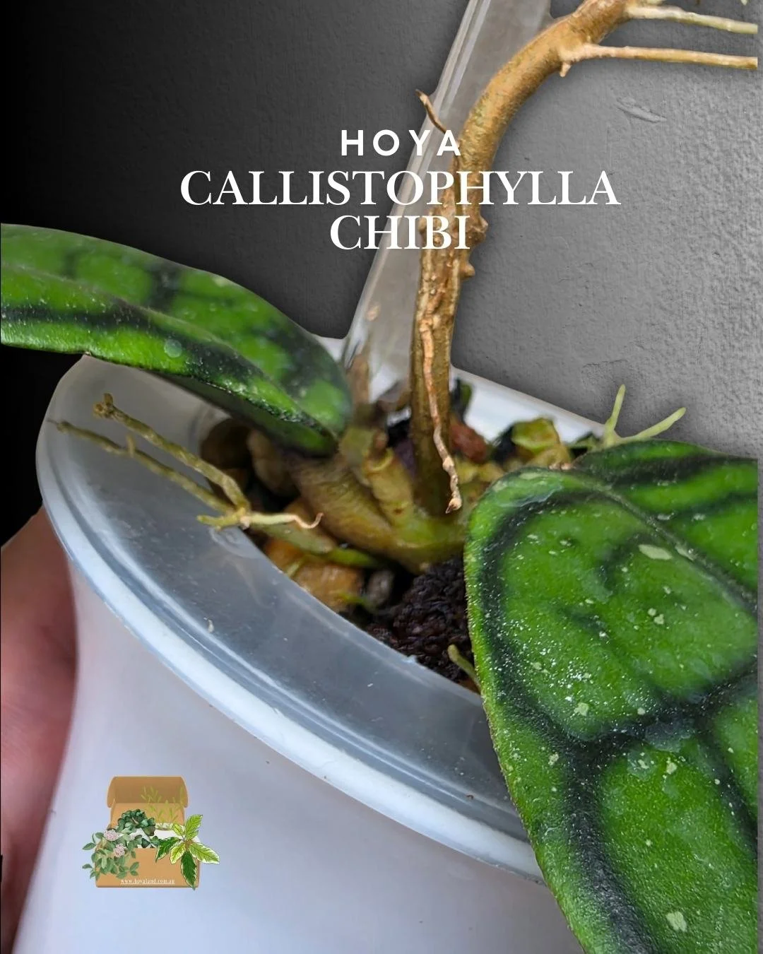 hoya callistophylla chibi (4).jpg