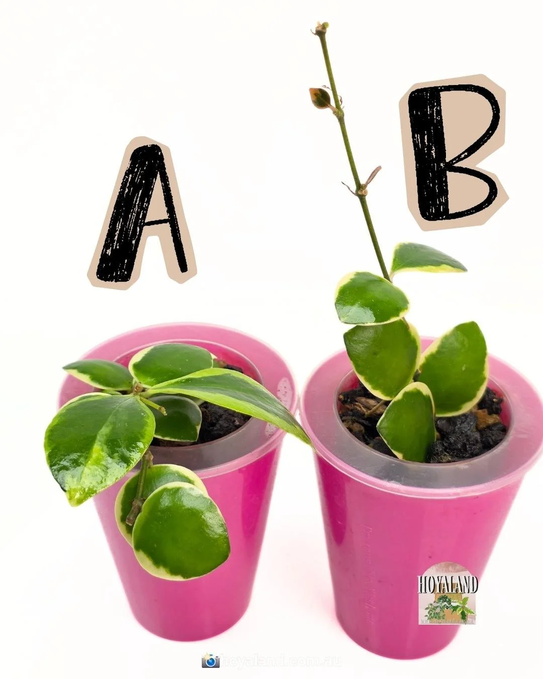 Hoya Palta A (4).jpg