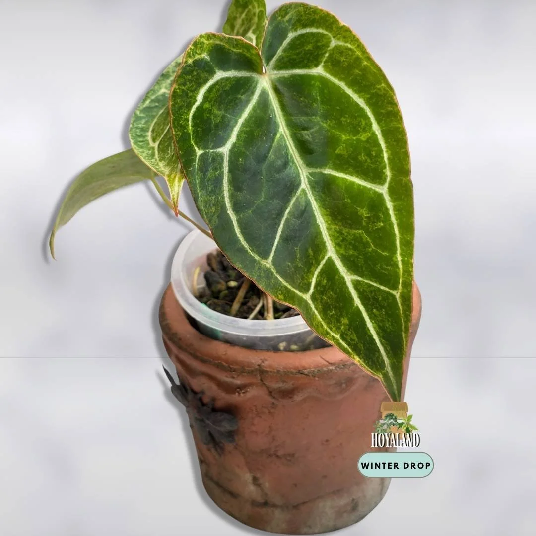 Established Anthurium crystallinum Platinum showing silver veins and blister variegation with pink orange emergence