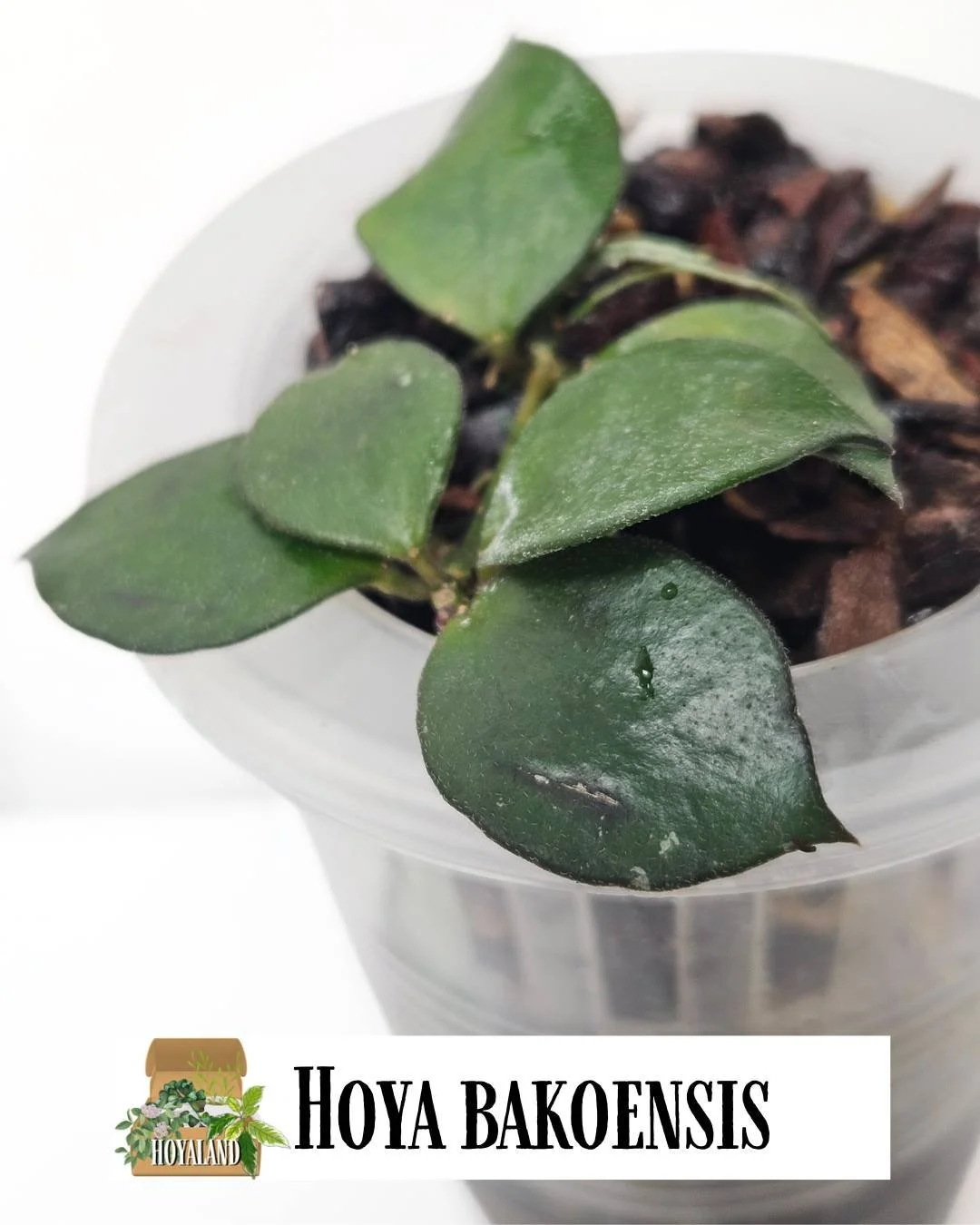 Hoya bakoensis (3).jpg