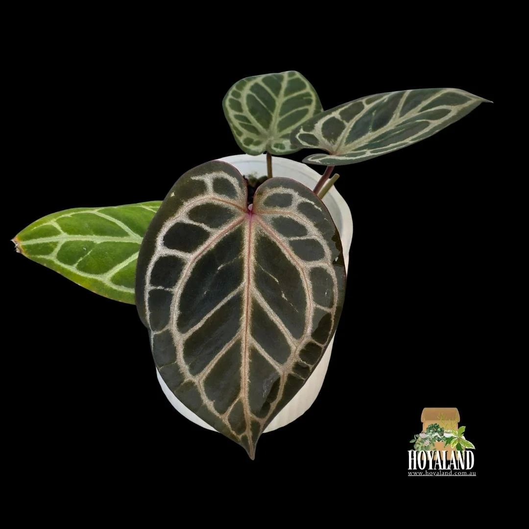 anthurium rc x (2).jpg