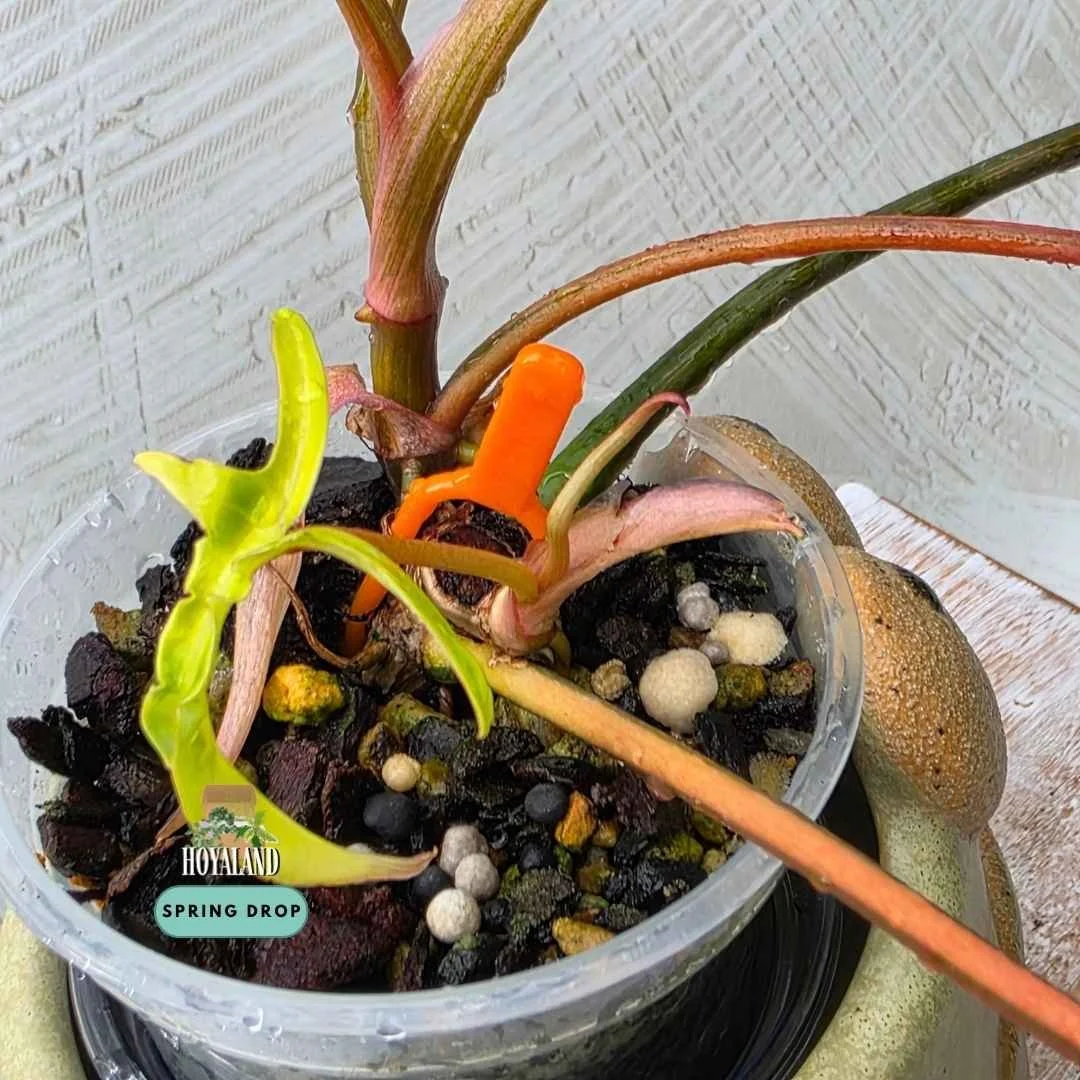 Established two-headed Philodendron Florida Beauty cross polypodioides showing deeply lobed foliage with high-contrast creamy yellow variegation