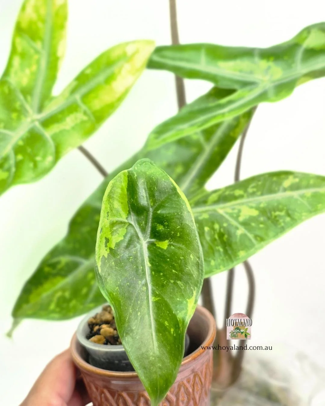 Alocasia lemon mint (5).jpg
