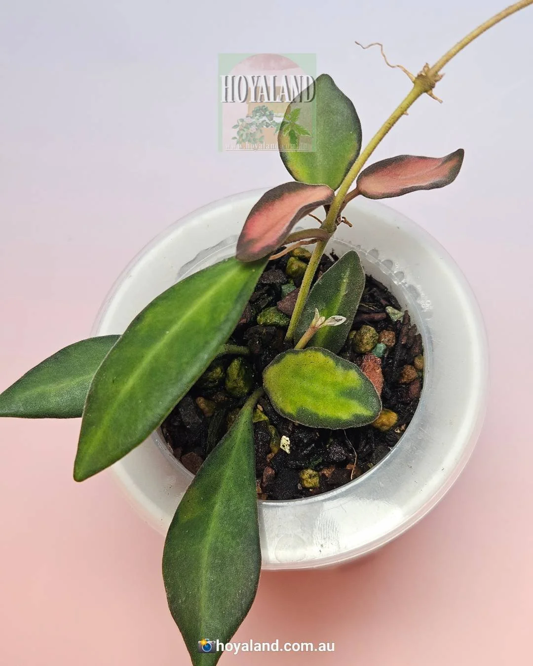 Hoya DS 70 Variegata | Aka aff Burtoniae Variegata | Extra Tip 🍃