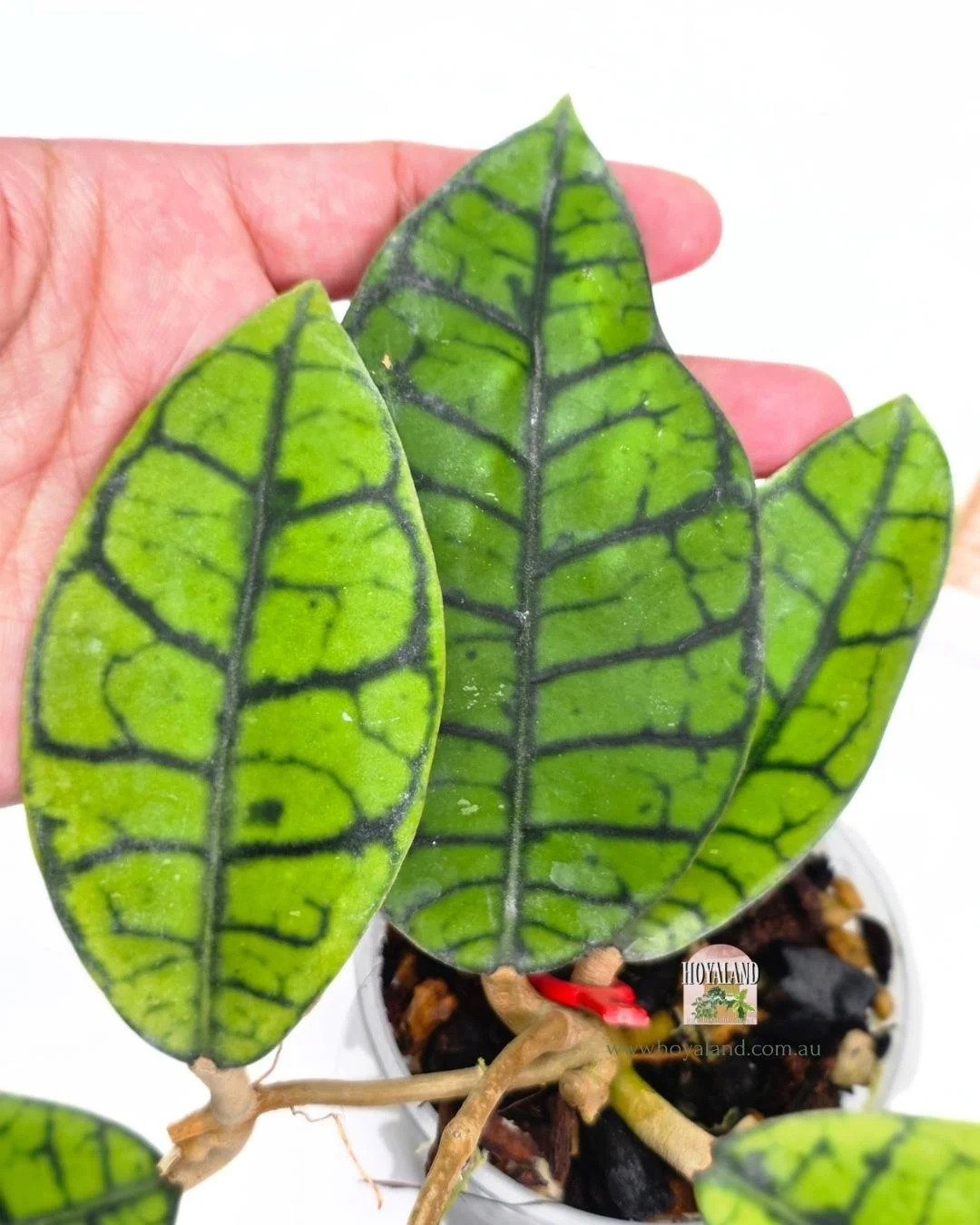 Hoya callistophylla ranauensis.jpg