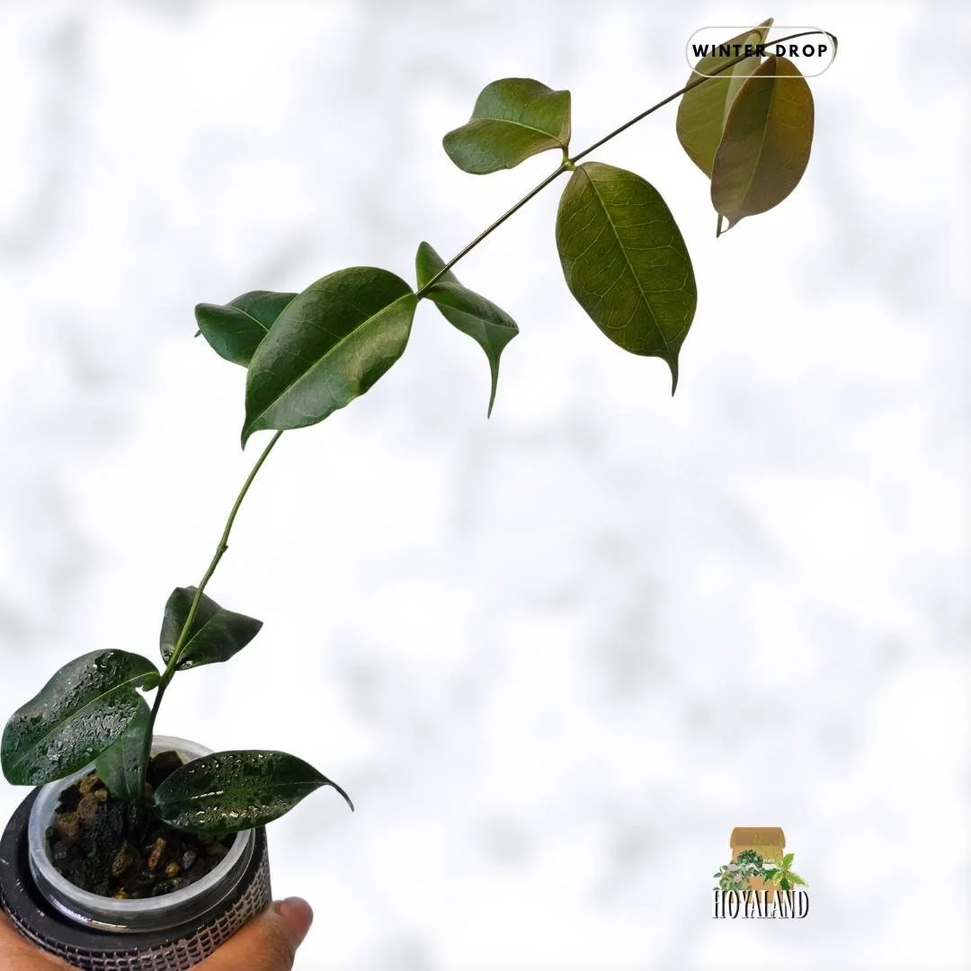 Hoya medusa | Rare Miniature Shrub-Like Fragrant Hoya