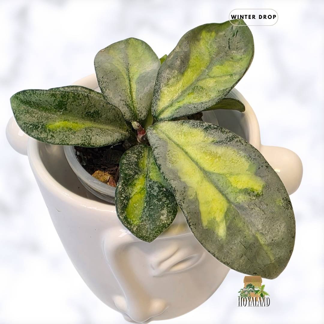 Hoya carnosa Argentea Princess | Rare Premium Silver and Variegated Hoya