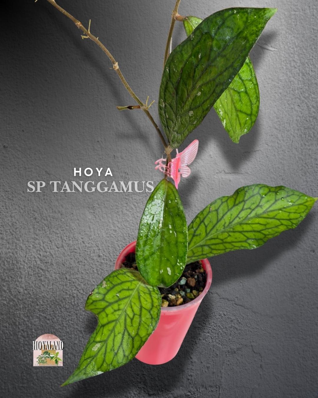 🌞 Hoya sp Tanggamus | Rare Veiny Plant  🎇