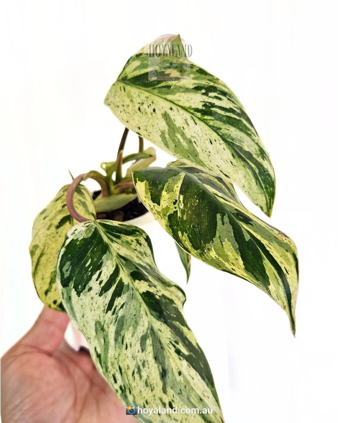 Philodendron emerald queen (2).jpg