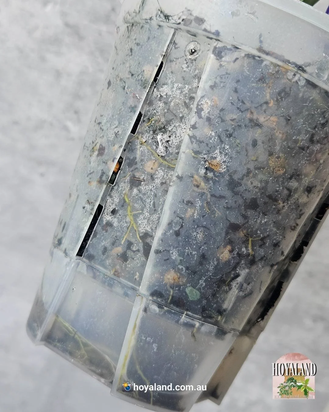 Hoya wayang  (1).jpg