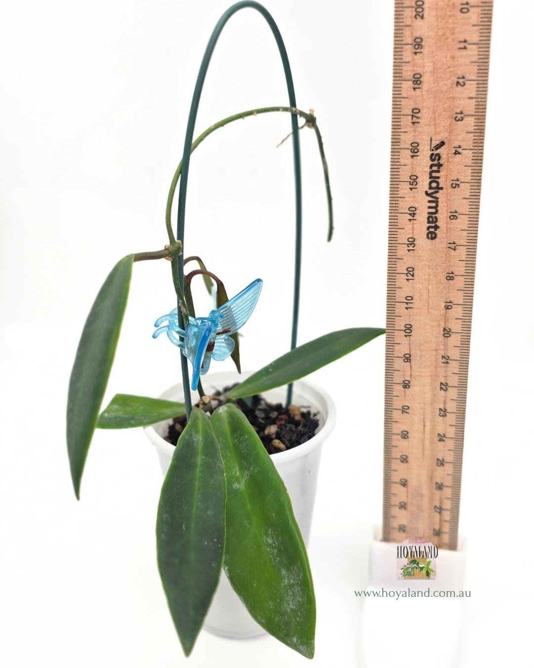 Hoya pulchra A (5).jpg