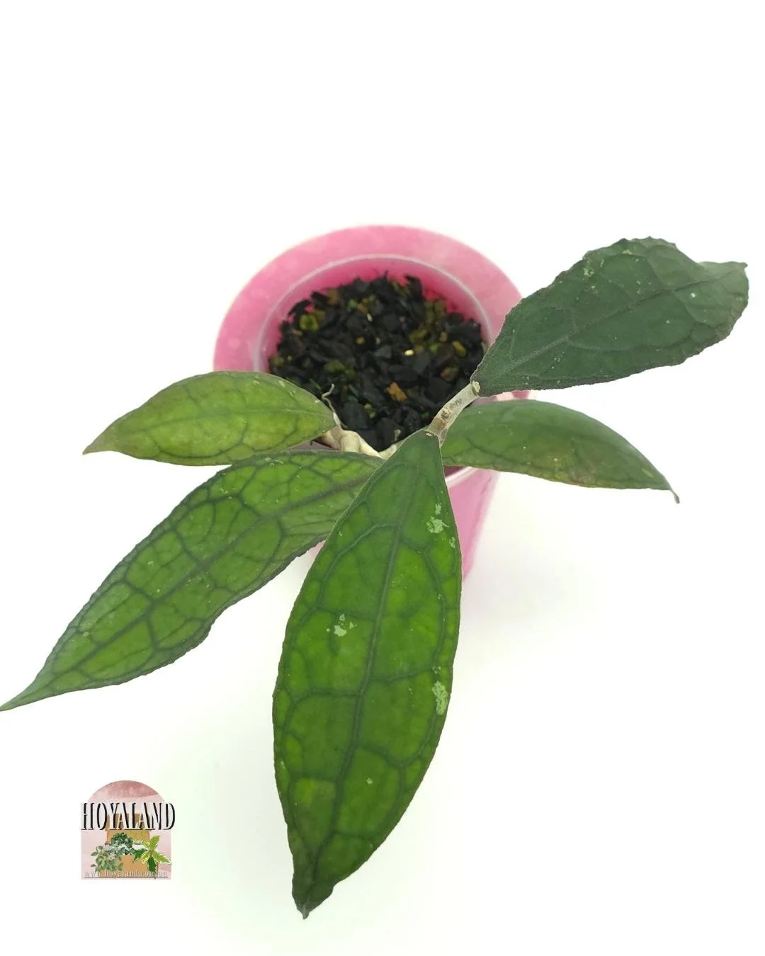 Hoya clemensiorum small leaf (3).jpg