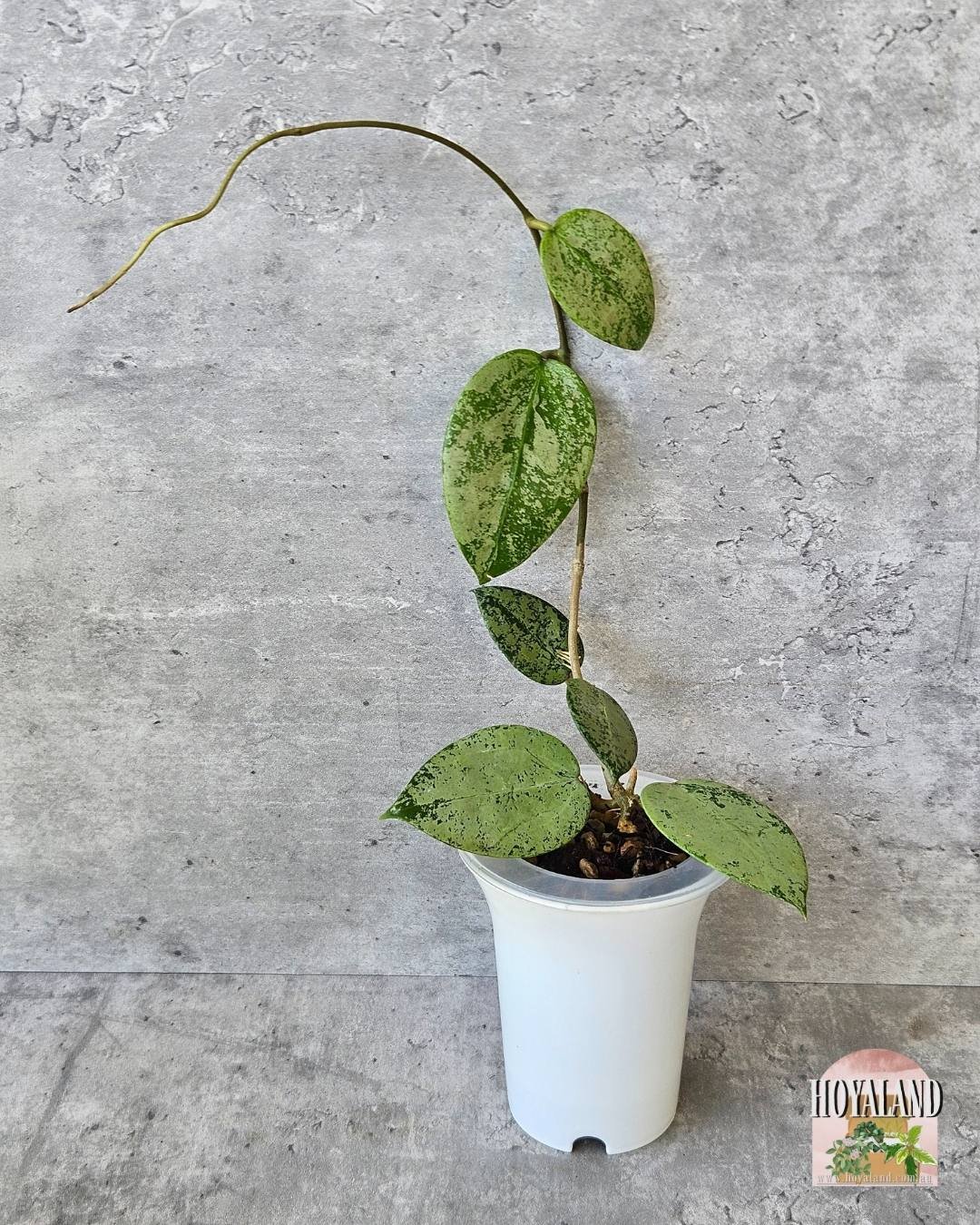 Heart silver 2(7).jpg