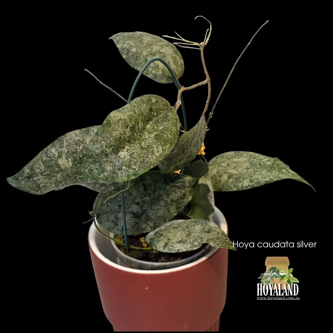 Hoya caudata silver (3).jpg