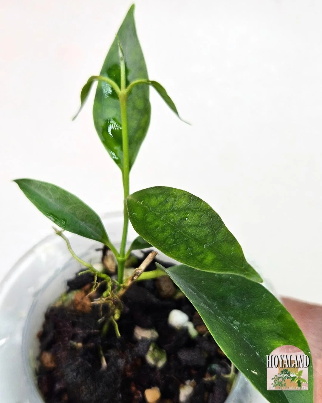 Hoya chloroleuca (3).jpg