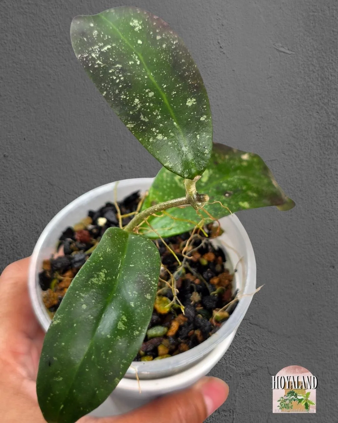 Hoya polypus pink.jpg