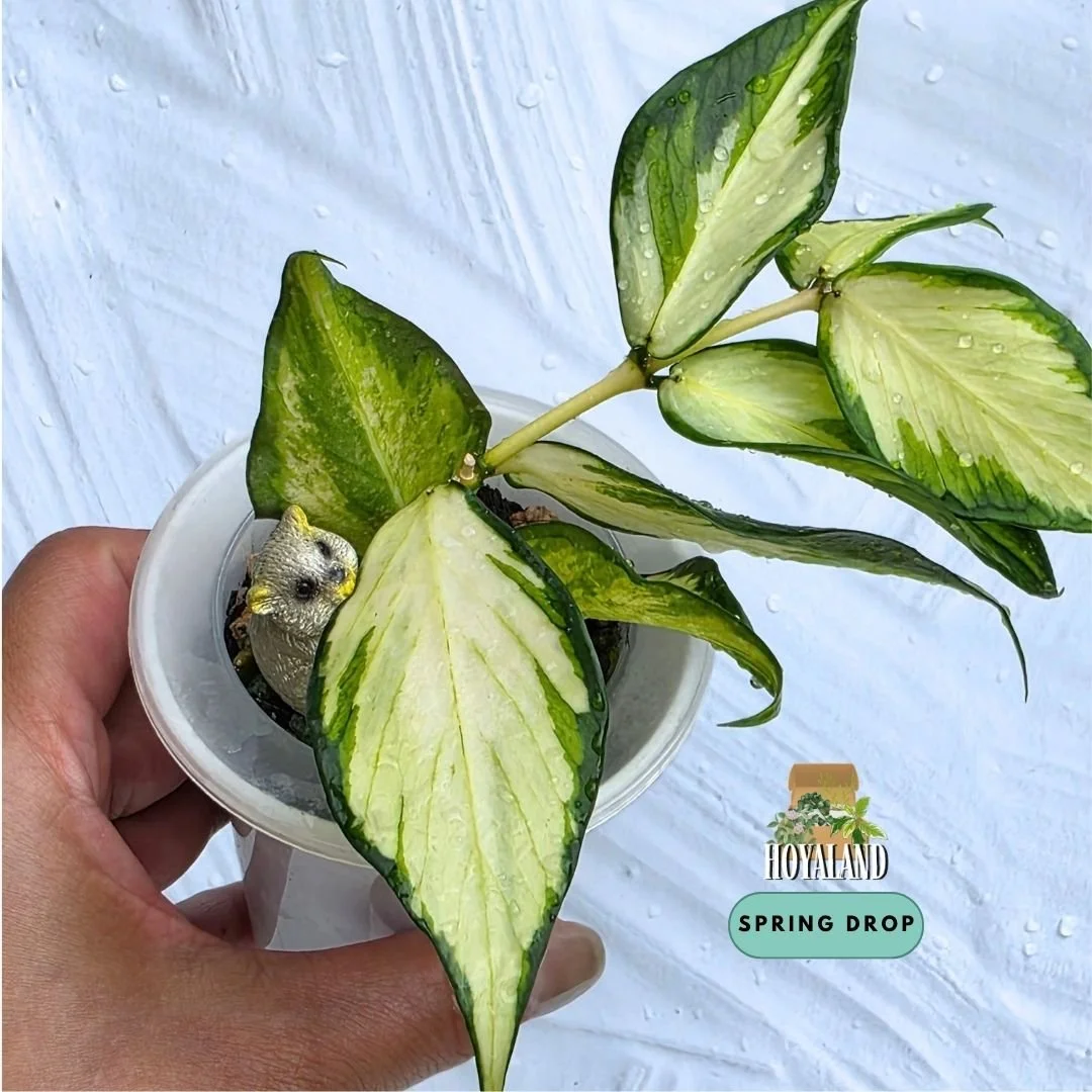 Hoya polyneura variegata (5).jpg