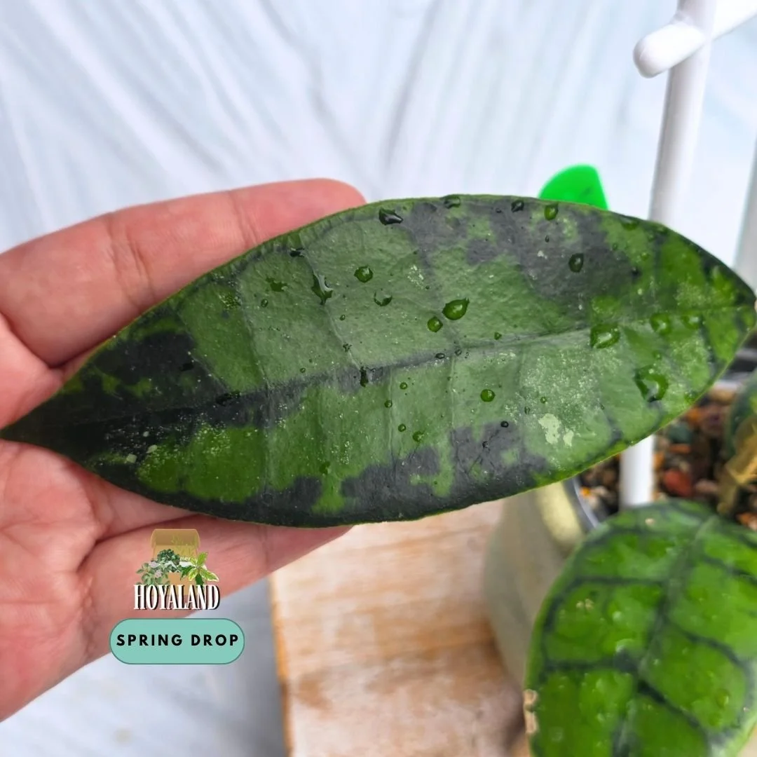 Established Hoya callistophylla Black Spot climbing vine displaying cardboard-rigid leaves with dark geometric veins and distinct inky black spotting