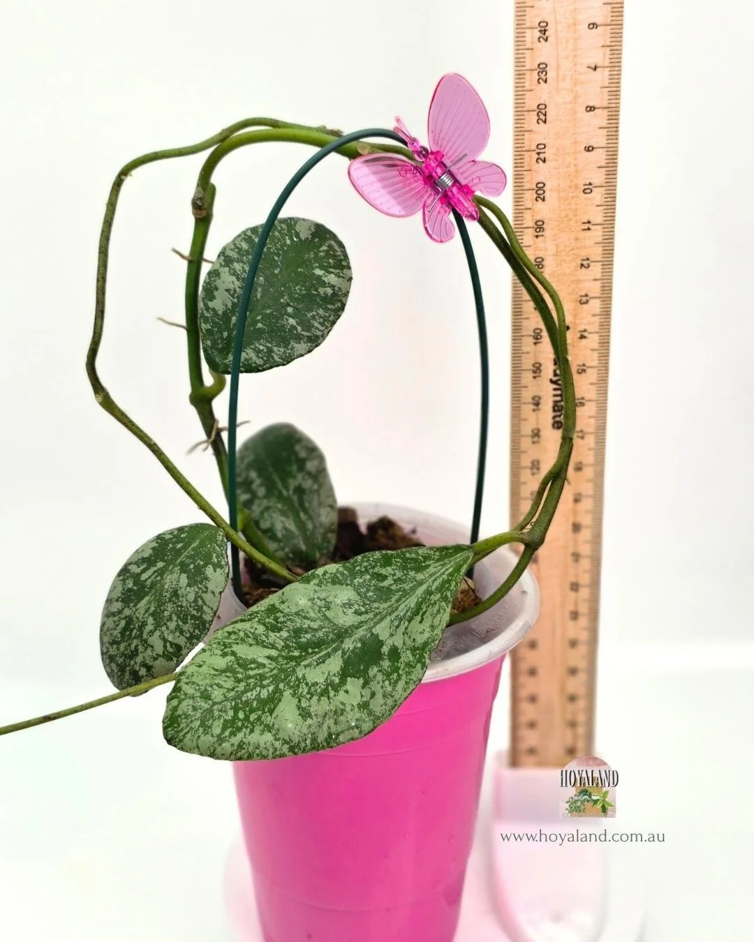 Hoya waymaniae cloudy sky (3).jpg